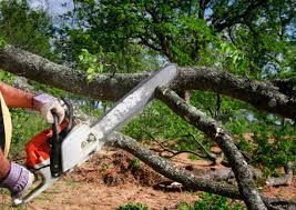 Best Stump Grinding and Removal  in Wabasso Beach, FL